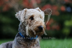 Terrier - Airedale