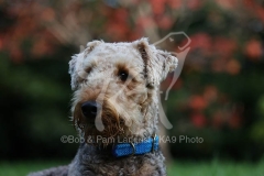 Terrier - Airedale