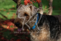 Terrier - Airedale