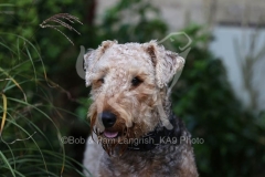 Terrier - Airedale