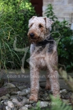 Terrier - Airedale