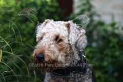 Terrier - Airedale