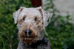 Terrier - Airedale