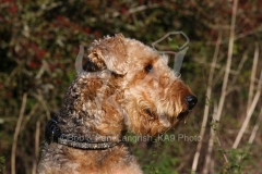 Terrier - Airedale