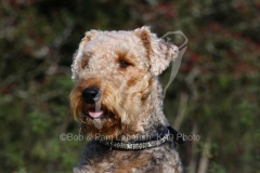 Terrier - Airedale