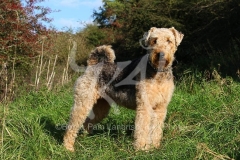 Terrier - Airedale