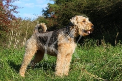 Terrier - Airedale