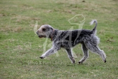 Terrier - Bedlington