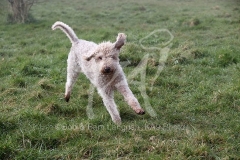 Terrier - Bedlington