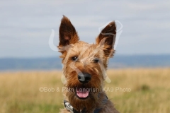 Terrier - Irish