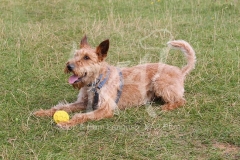 Terrier - Irish