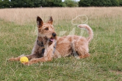 Terrier - Irish