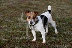 Terrier - Jack Russell