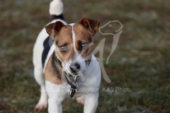 Terrier - Jack Russell