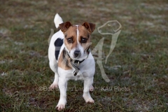 Terrier - Jack Russell