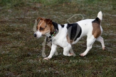 Terrier - Jack Russell