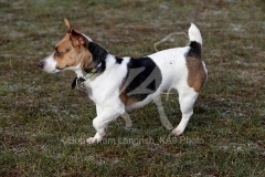 Terrier - Jack Russell