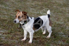 Terrier - Jack Russell