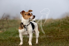 Terrier - Jack Russell