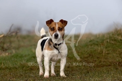 Terrier - Jack Russell