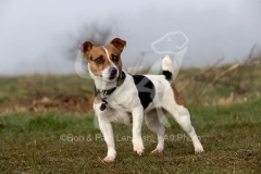 Terrier - Jack Russell