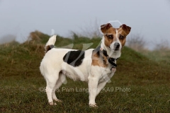 Terrier - Jack Russell