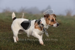 Terrier - Jack Russell