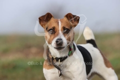 Terrier - Jack Russell