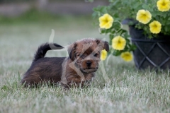 Terrier - Norfolk