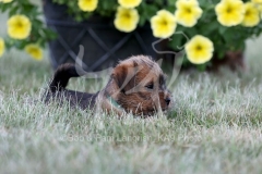 Terrier - Norfolk