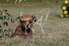 Terrier - Norfolk