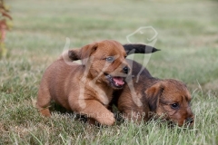 Terrier - Norfolk