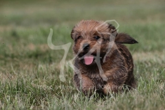 Terrier - Norfolk