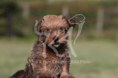 Terrier - Norfolk