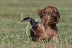 Terrier - Norfolk