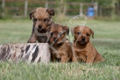 Terrier - Norfolk