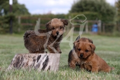 Terrier - Norfolk