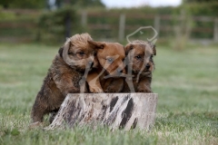 Terrier - Norfolk