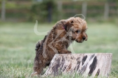 Terrier - Norfolk