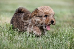 Terrier - Norfolk