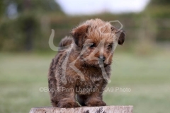 Terrier - Norfolk