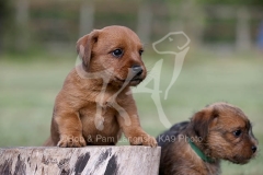 Terrier - Norfolk