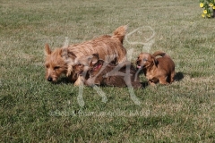 Terrier - Norfolk