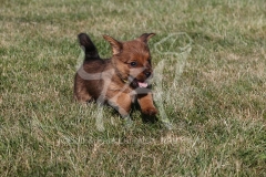 Terrier - Norfolk