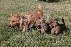 Terrier - Norfolk