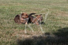 Terrier - Norfolk