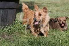 Terrier - Norfolk