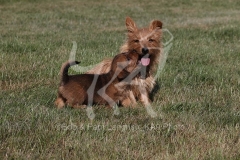 Terrier - Norfolk