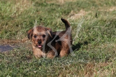 Terrier - Norfolk