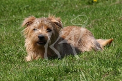 Terrier - Norfolk